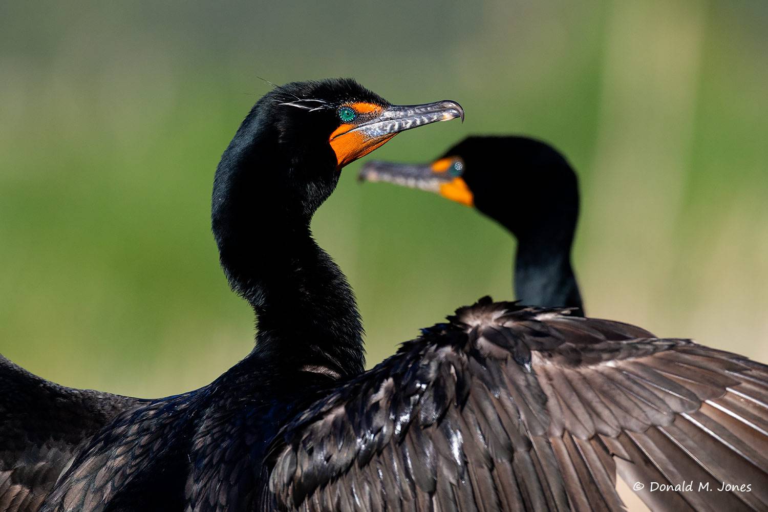 May 6 - Double-crested Cormorants drying wings.
