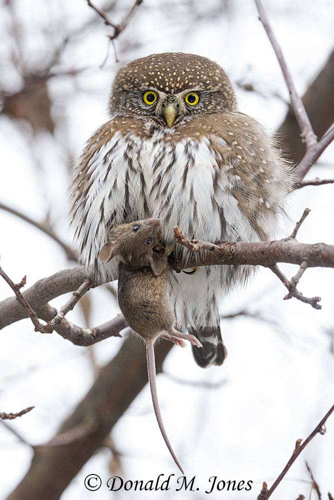 Northern-Pygmy-Owl0863D