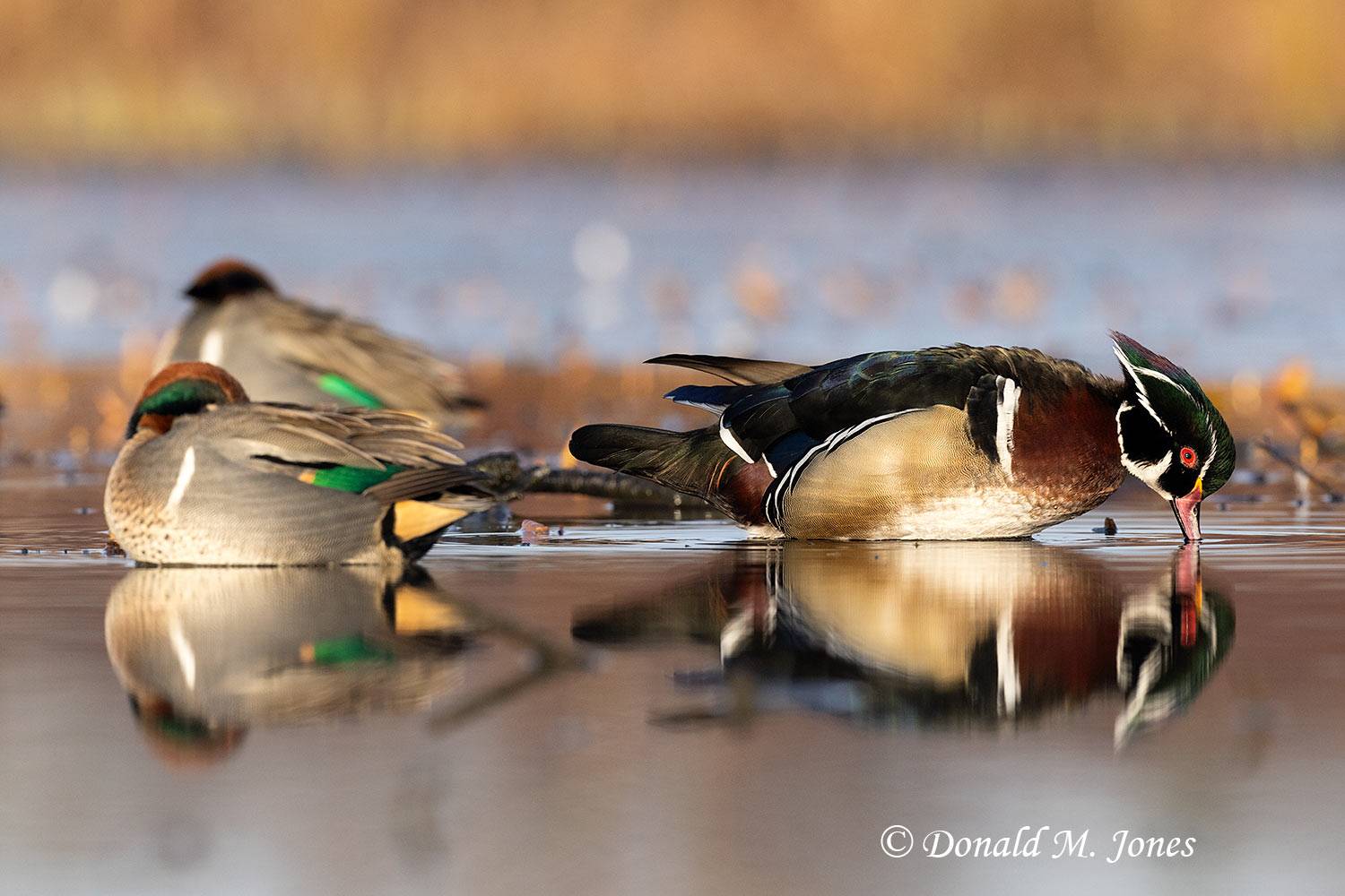 Wood-Duck0950D