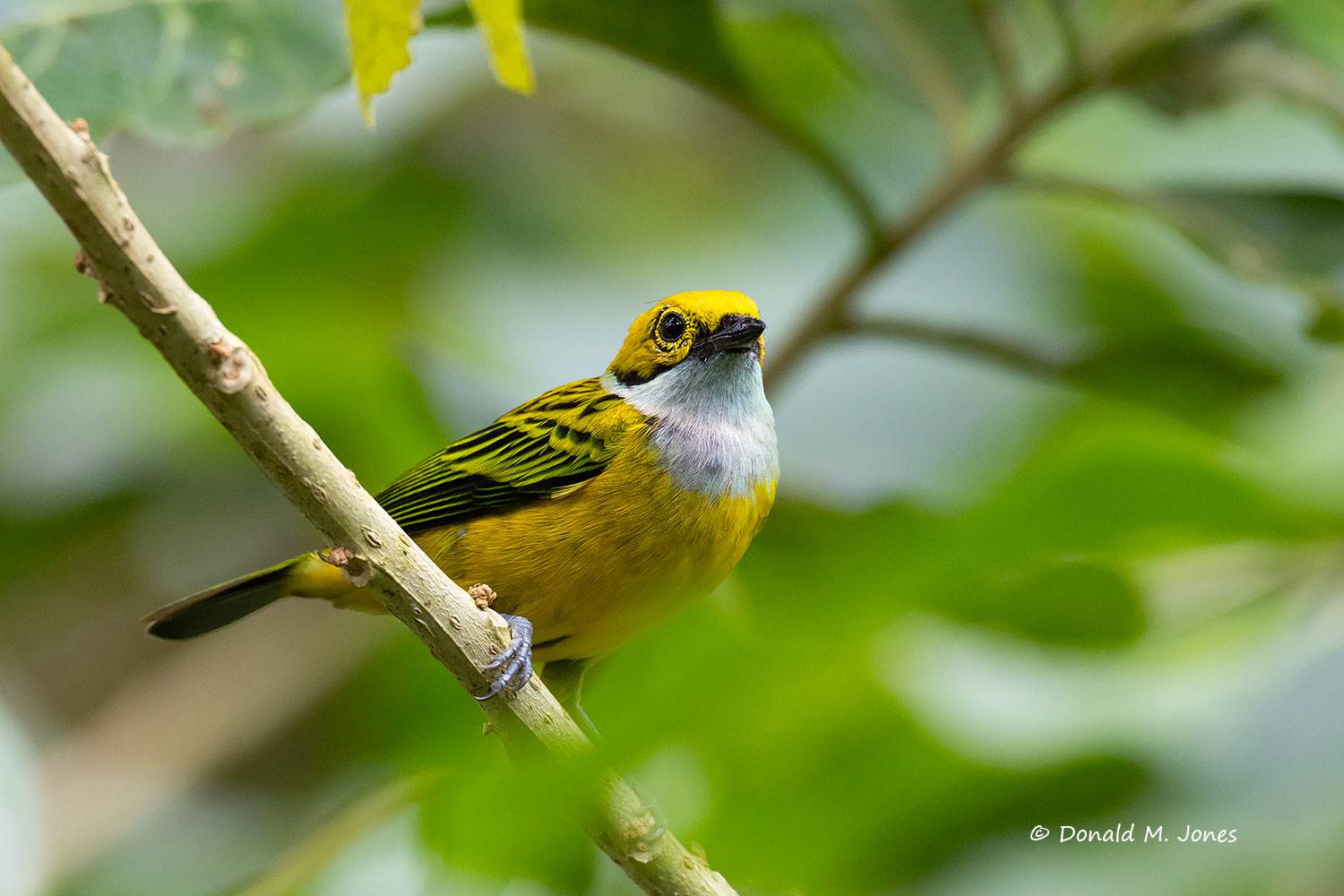 Silver-throated-Tanager0103D
