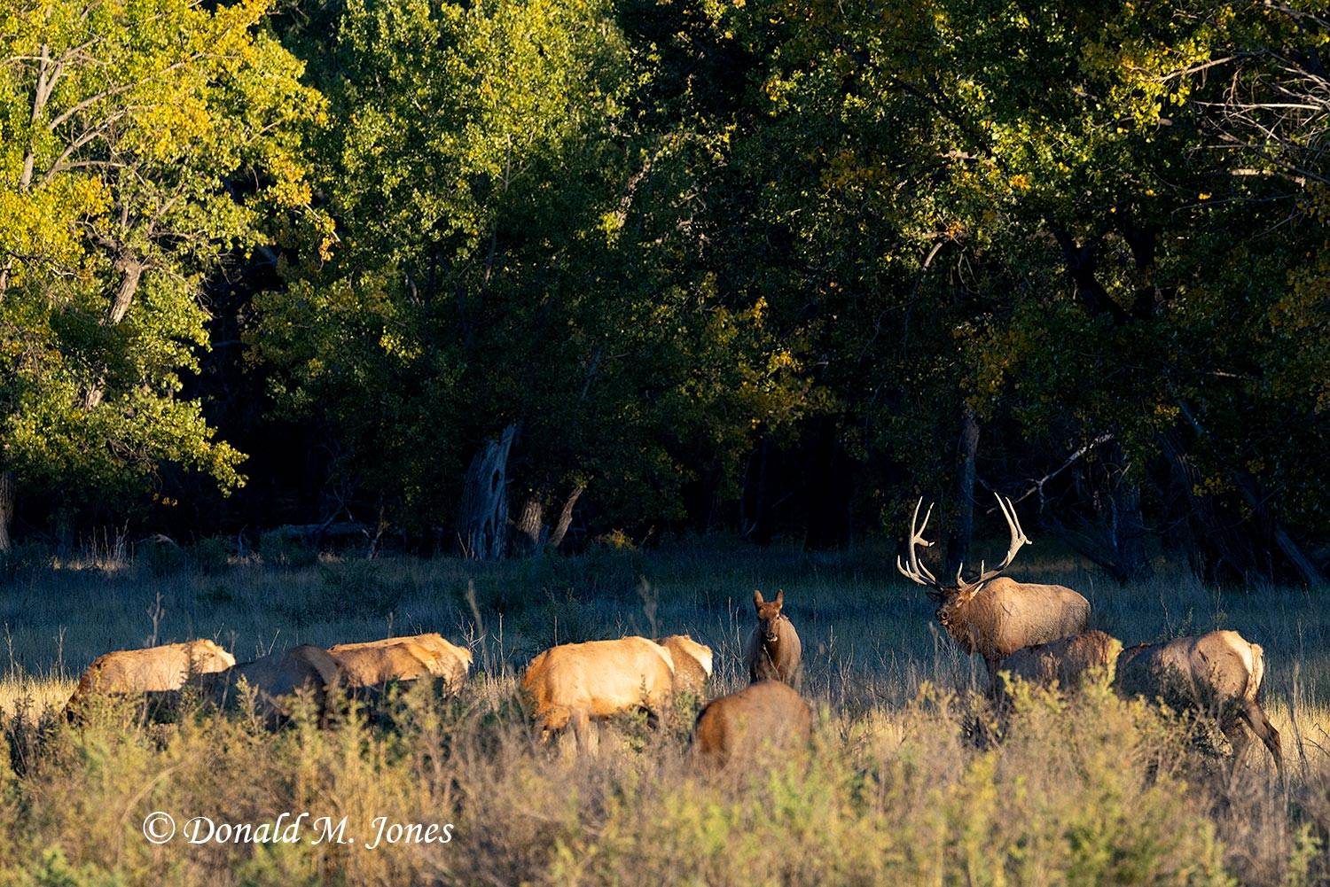 Elk-(Rocky-Mtn)30948D