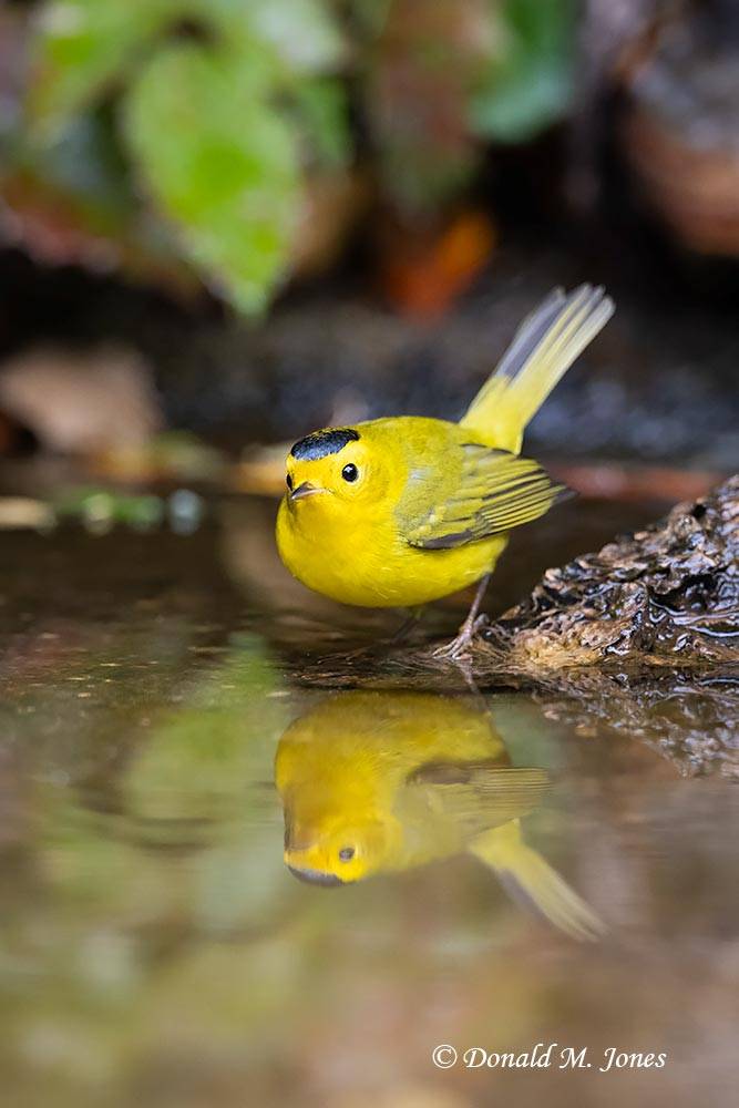 Wilson's-Warbler0364D