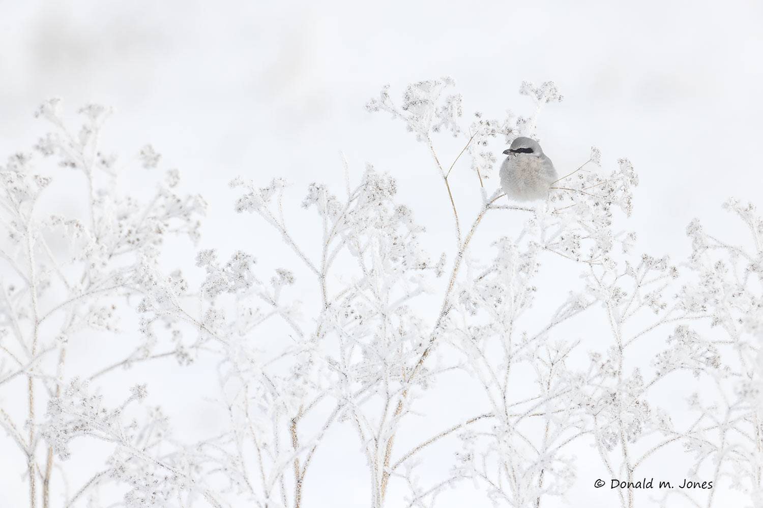 Northern-Shrike0221D