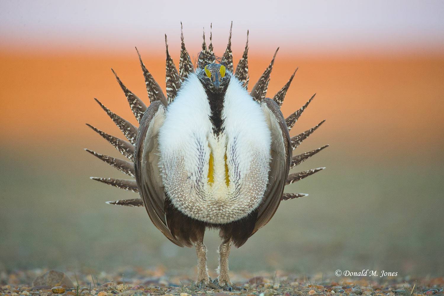 Greater-Sage-Grouse0944D