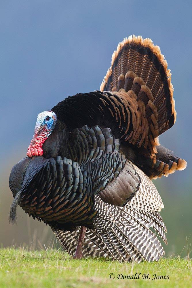 Wild-Turkey-(Merriams)08948D