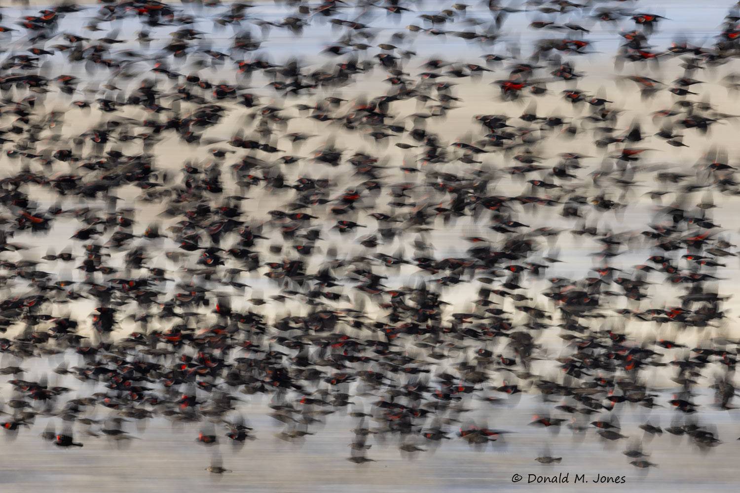 Red-wing-Blackbird0466D
