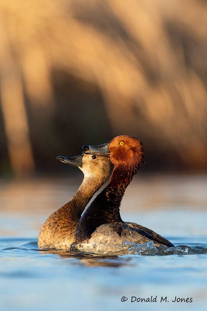 Redhead0195D