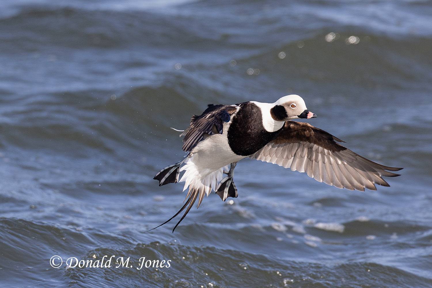 Long-tailed-Duck0278D