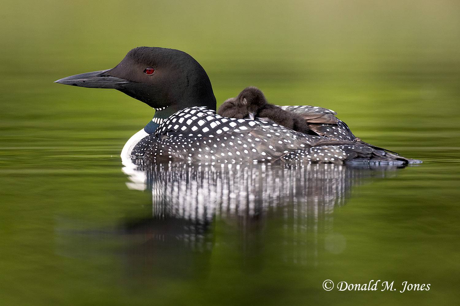 Common-Loon4095D