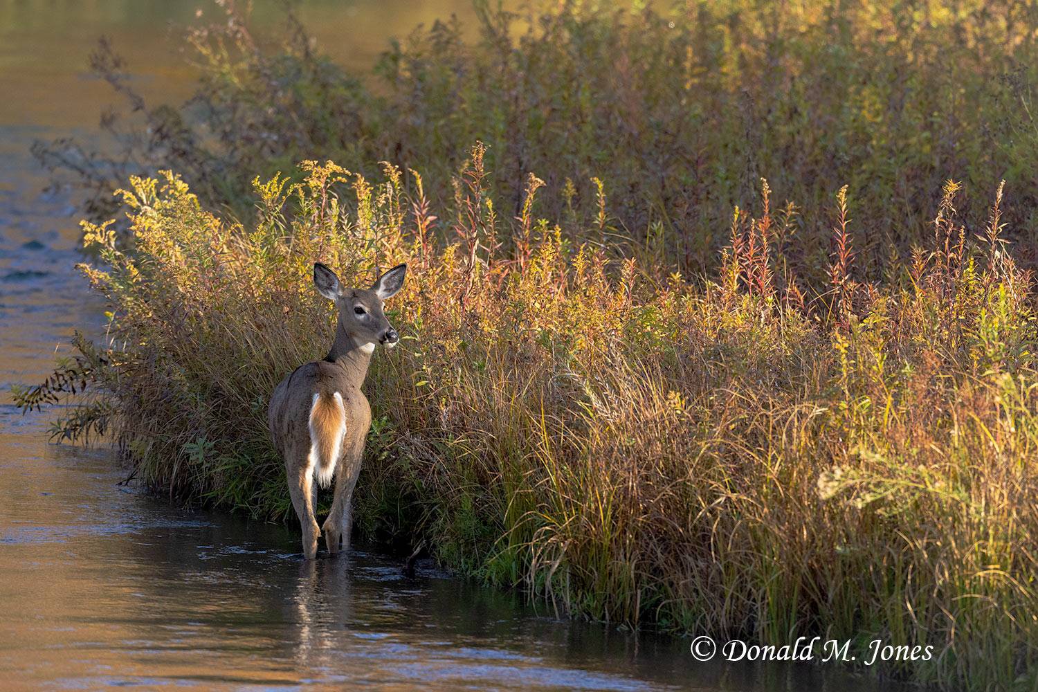 Whitetail-Deer66661D