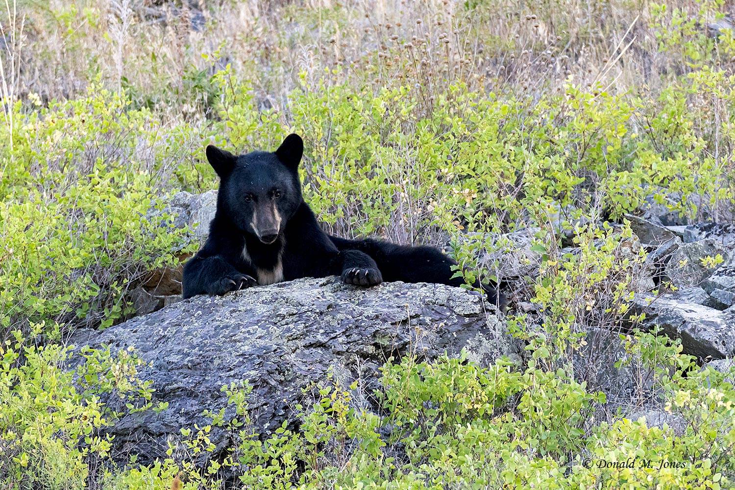 Black-Bear08957D