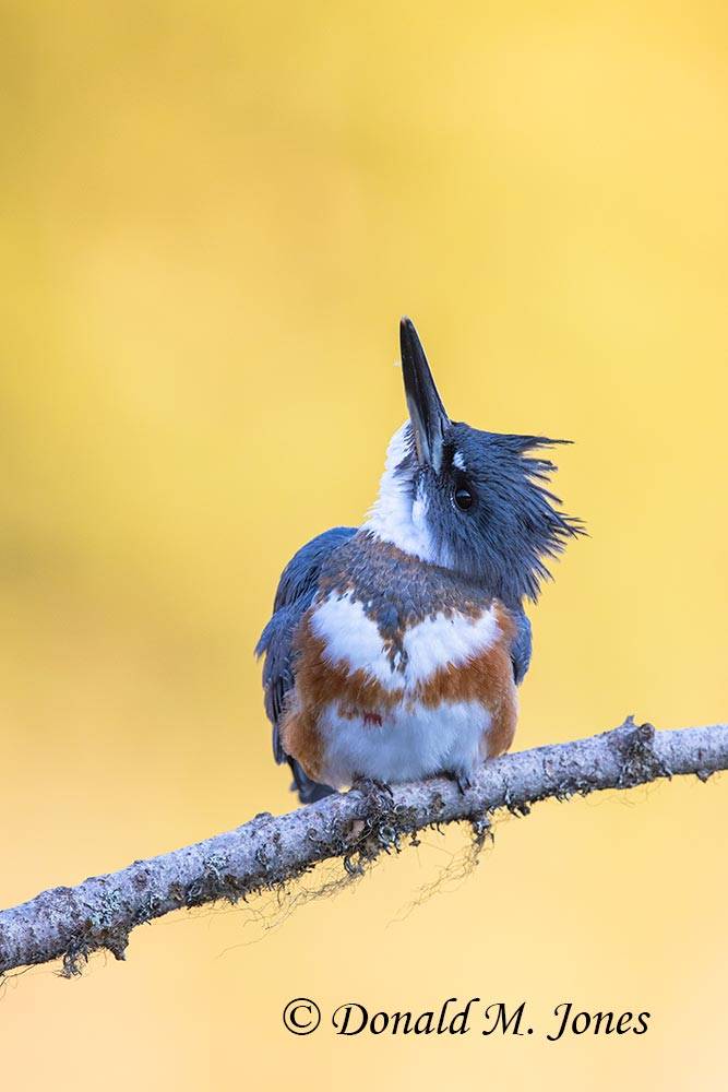 Belted-Kingfisher0197D