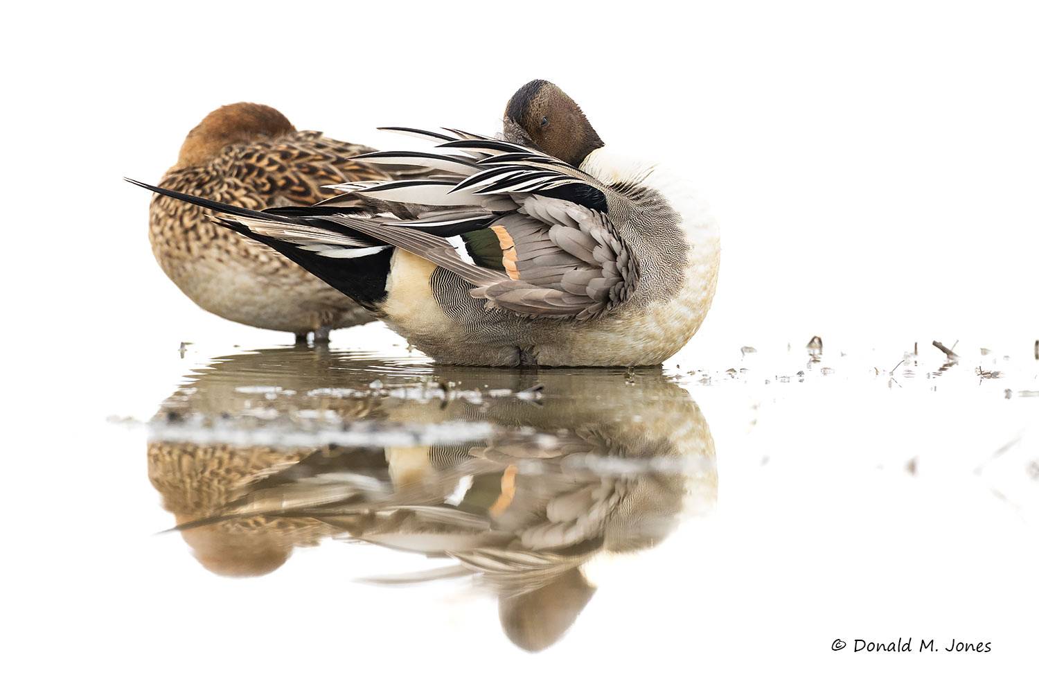 Northern-Pintail3820D