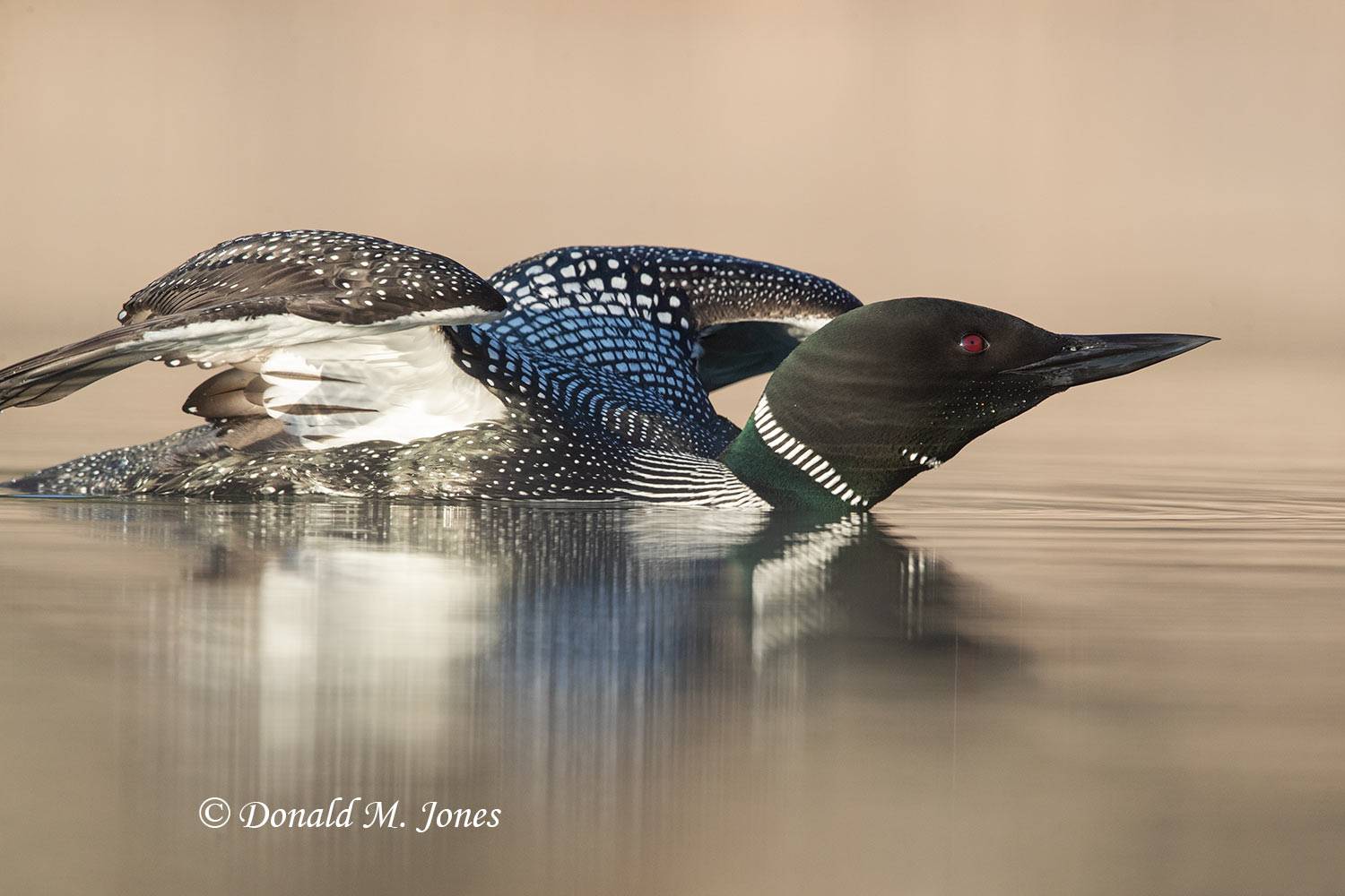 Common-Loon1496D
