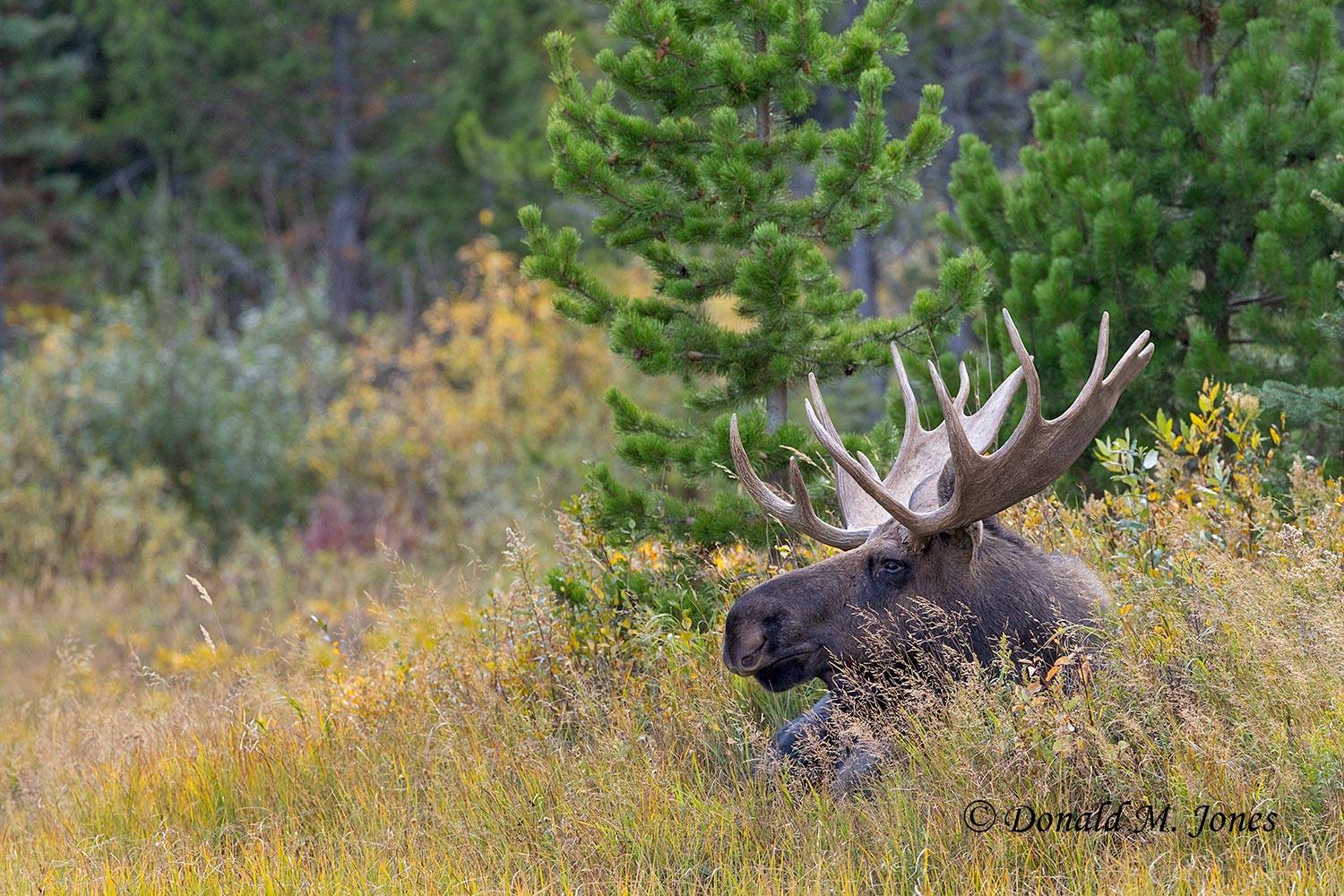 Moose08814D