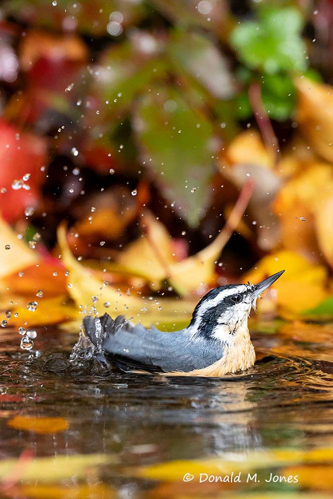 Red-Breasted-Nuthatch0512D