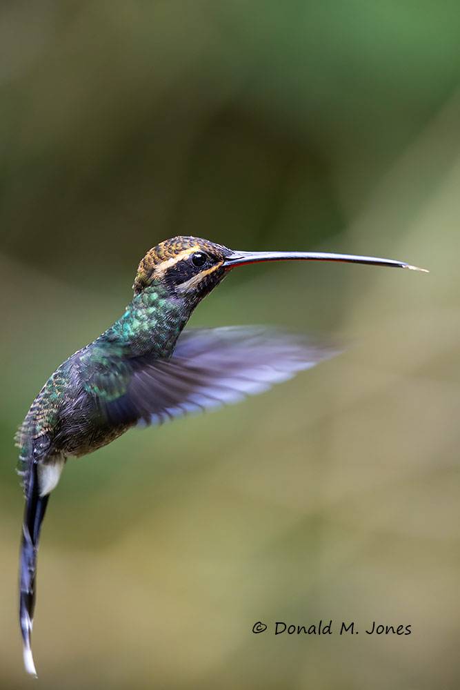 White-whiskered-Hermit0100D