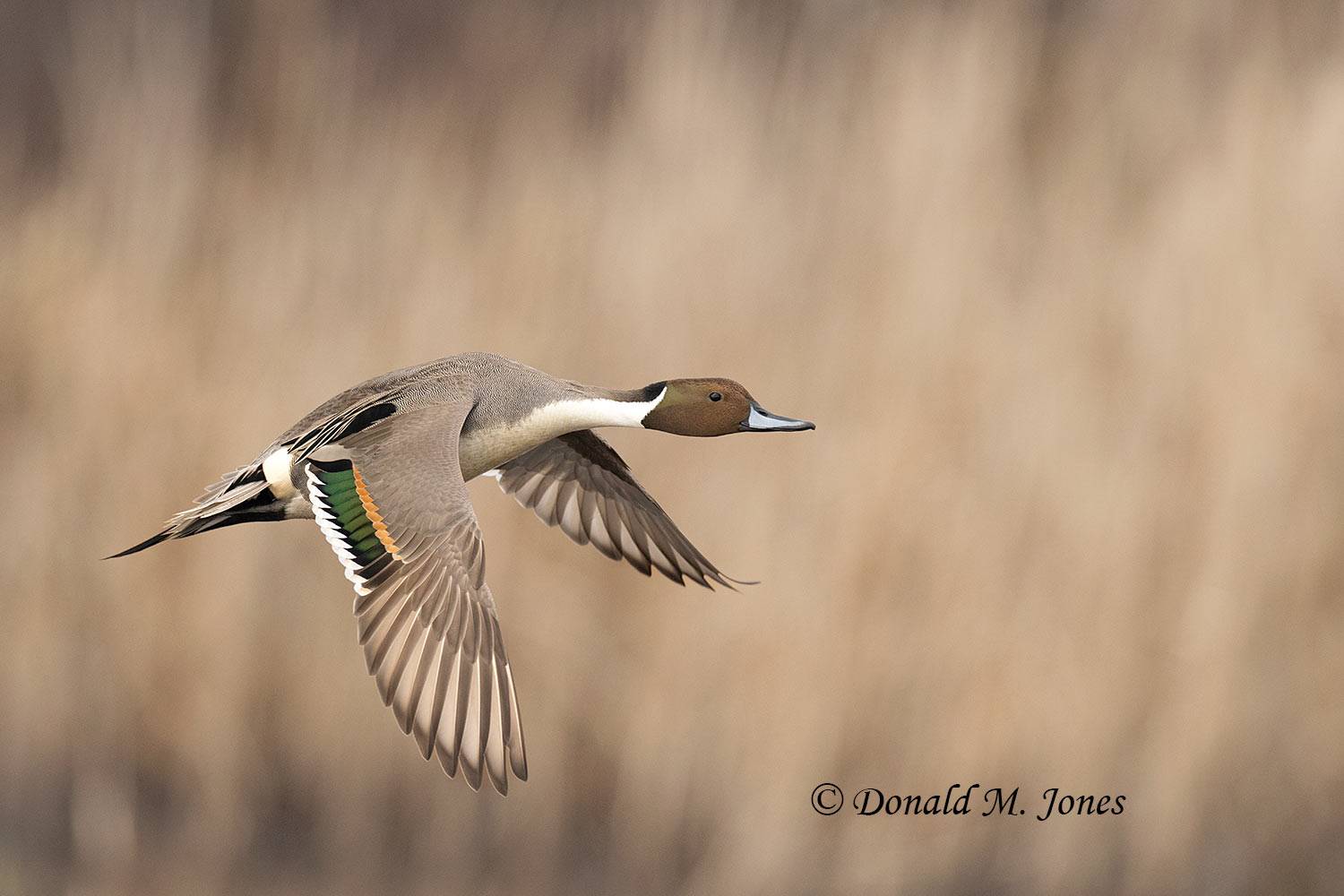 Northern-Pintail3425D