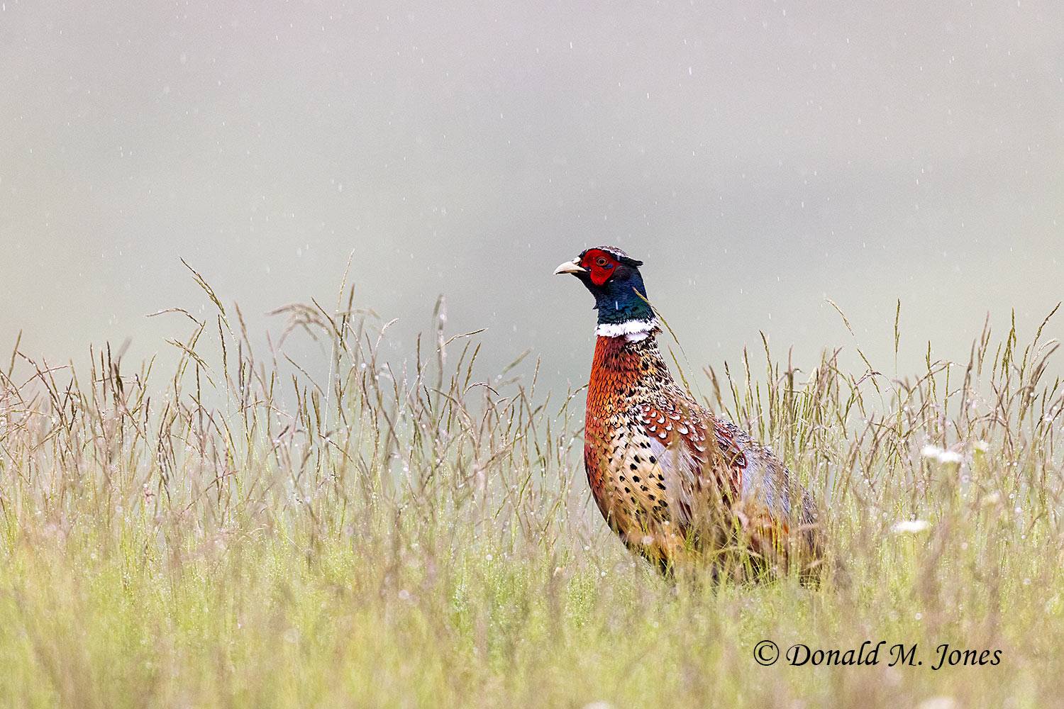 Ring-neck-Pheasant0943D