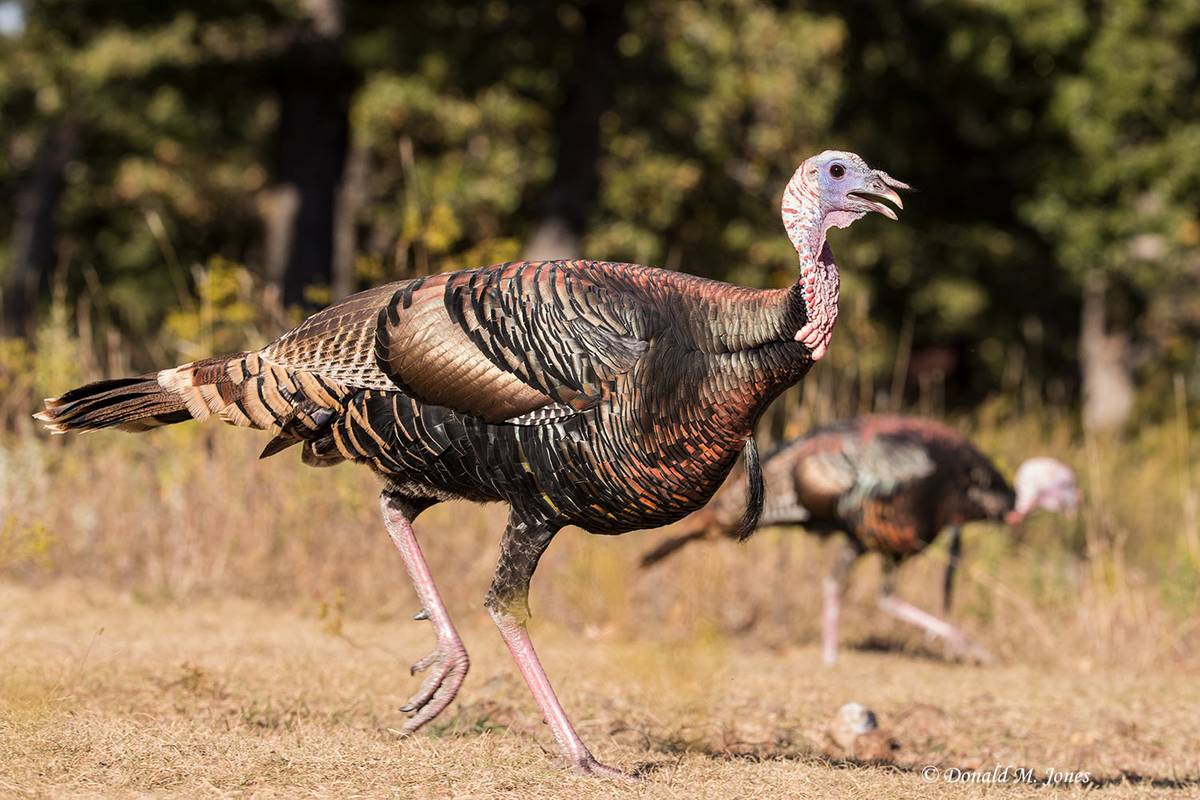 Wild Turkey Donald M Jones