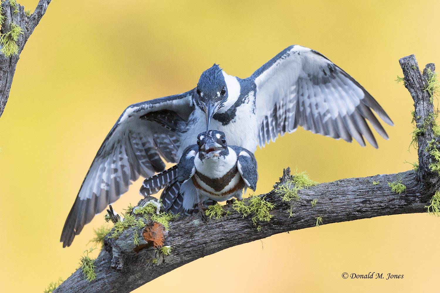 May 2 - Belted Kingfishers making more Kingfishers..jpg