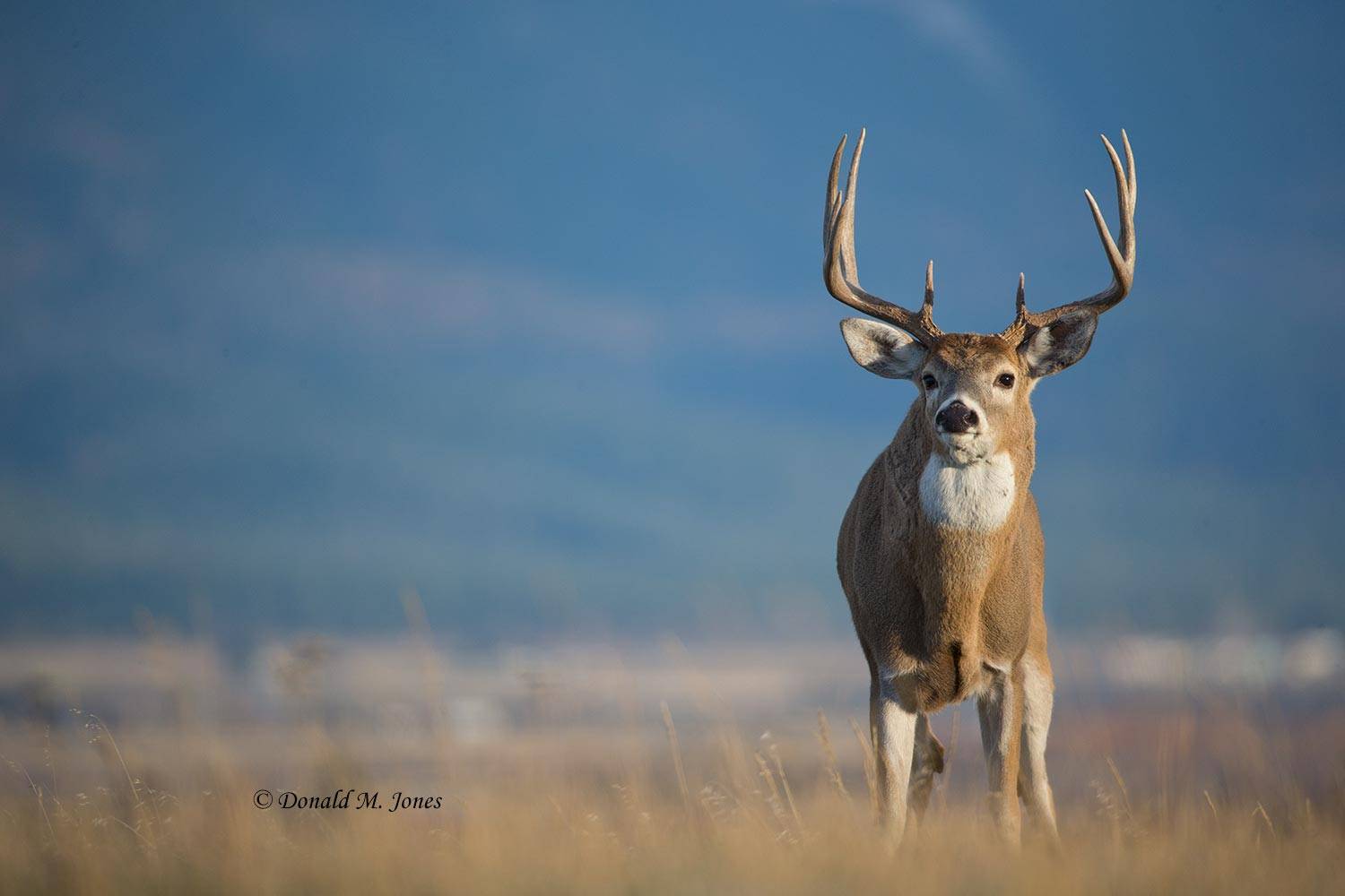 Whitetail-Deer50934D