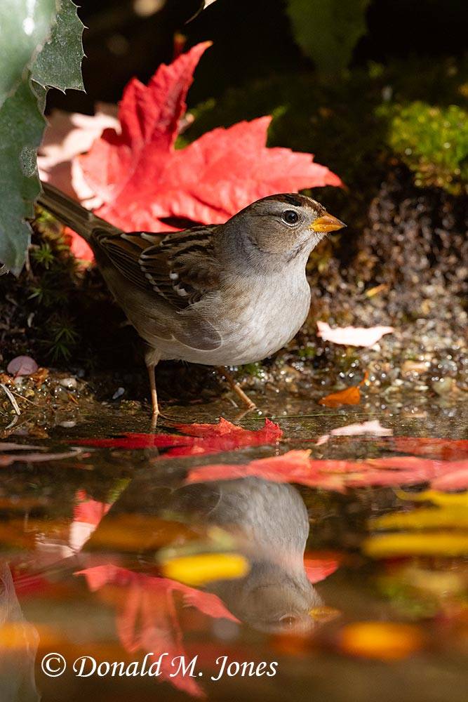 White-crowned-Sparrow1330D