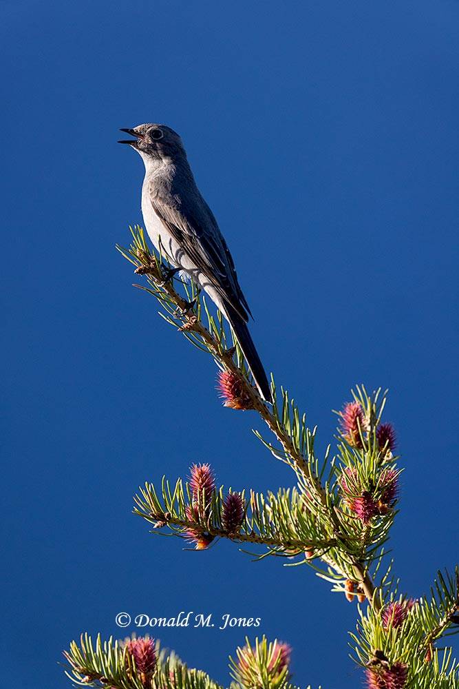 May 1 - Townsend's Solitaire Singing high atop a Douglas-fir tree.jpg