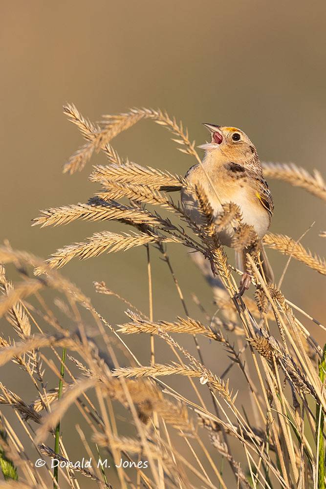 Grasshopper-Sparrow0288D
