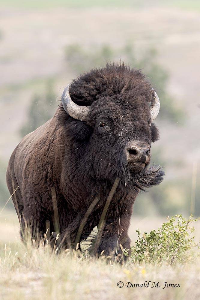 American-Bison03330D