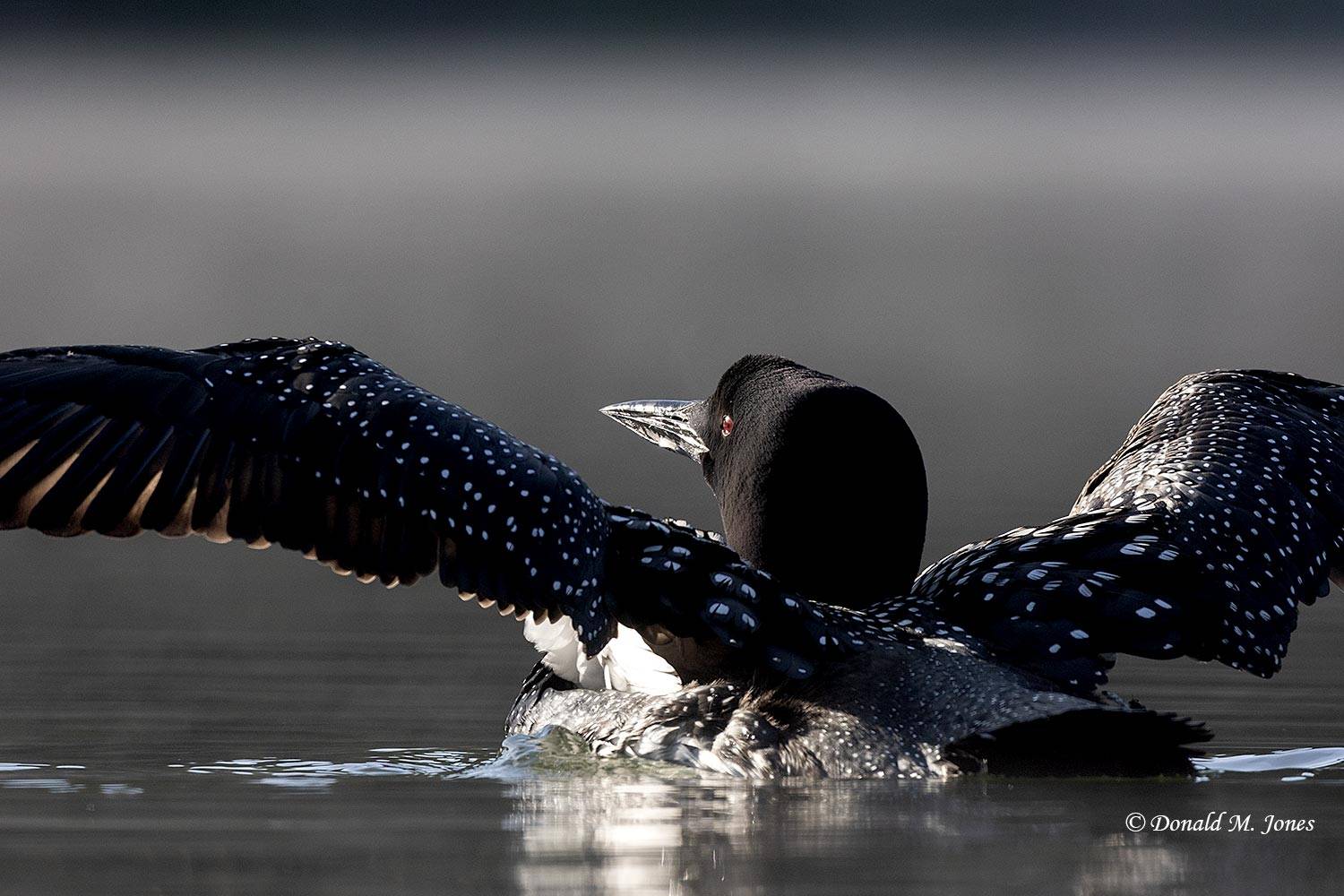 May 3 - Common Loon strating into a wing stretch..jpg