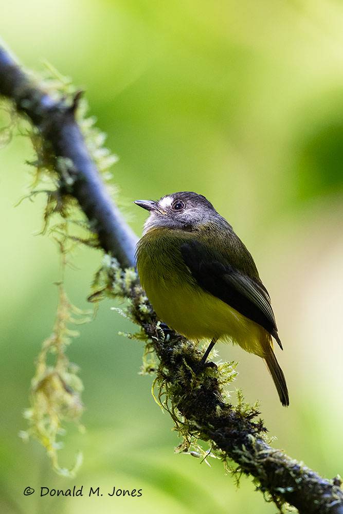 Ornate-Flycatcher0115D