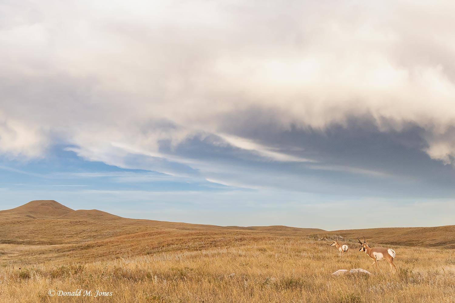 Pronghorn-Antelope6729D