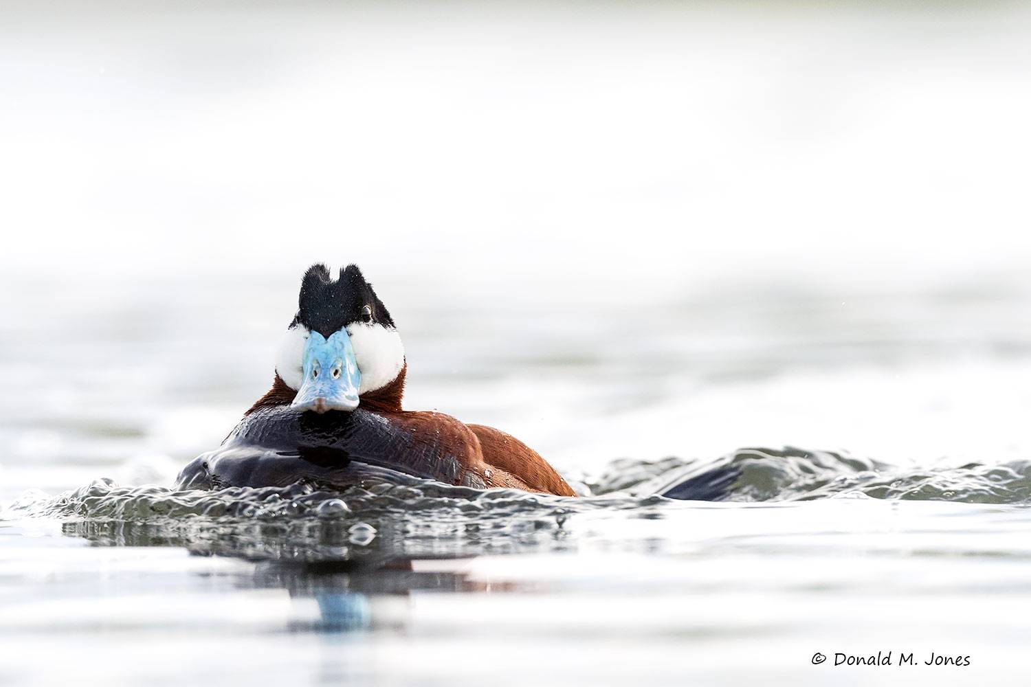 Ruddy-Duck0233D