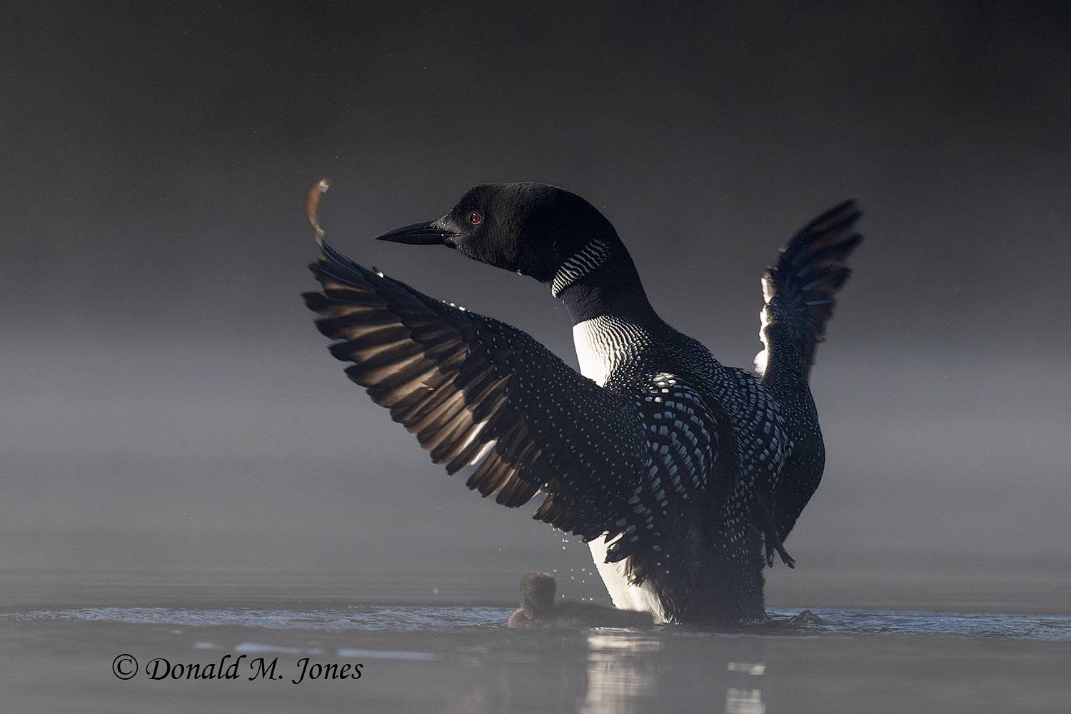 Common-Loon4134D