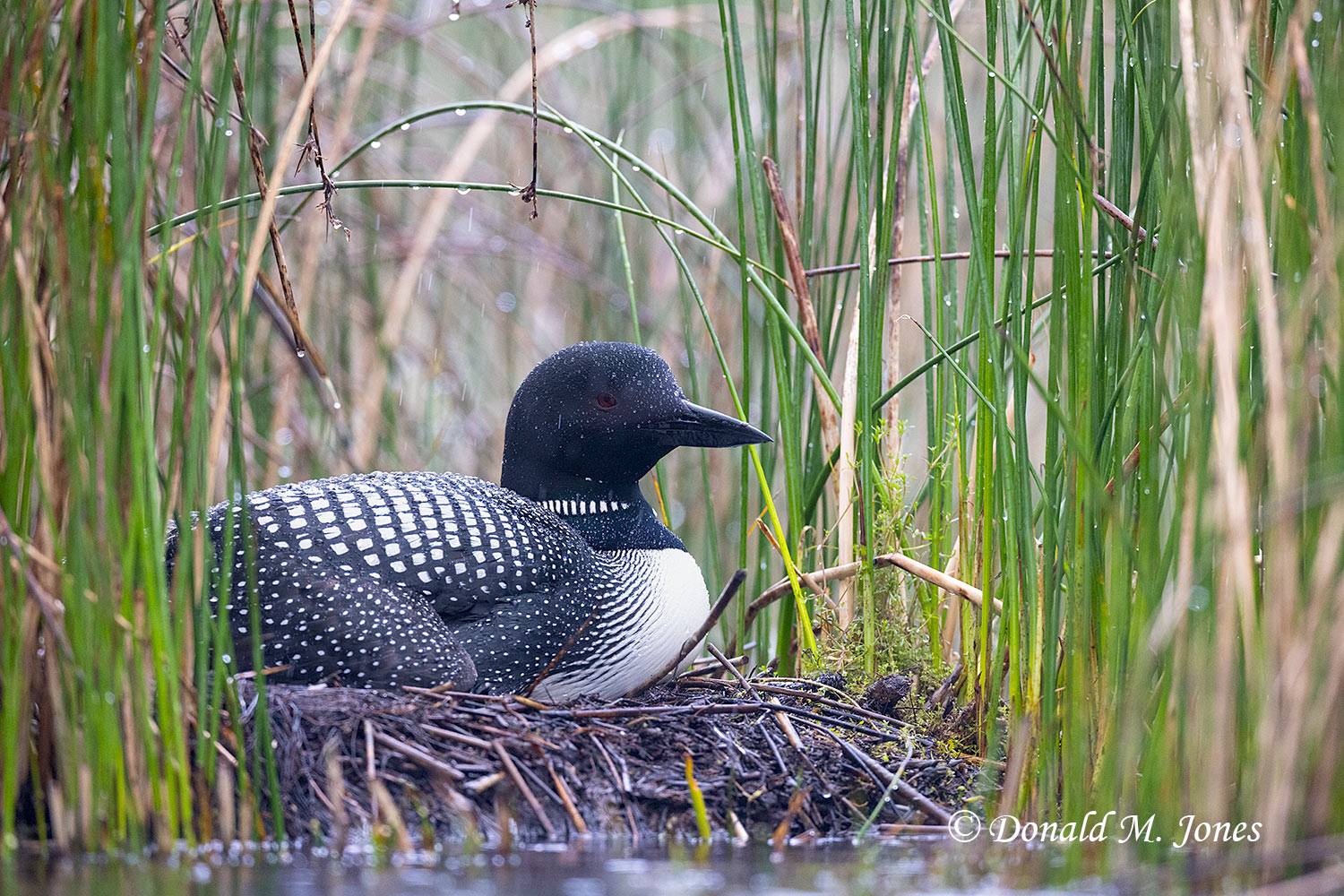 Common-Loon4109D