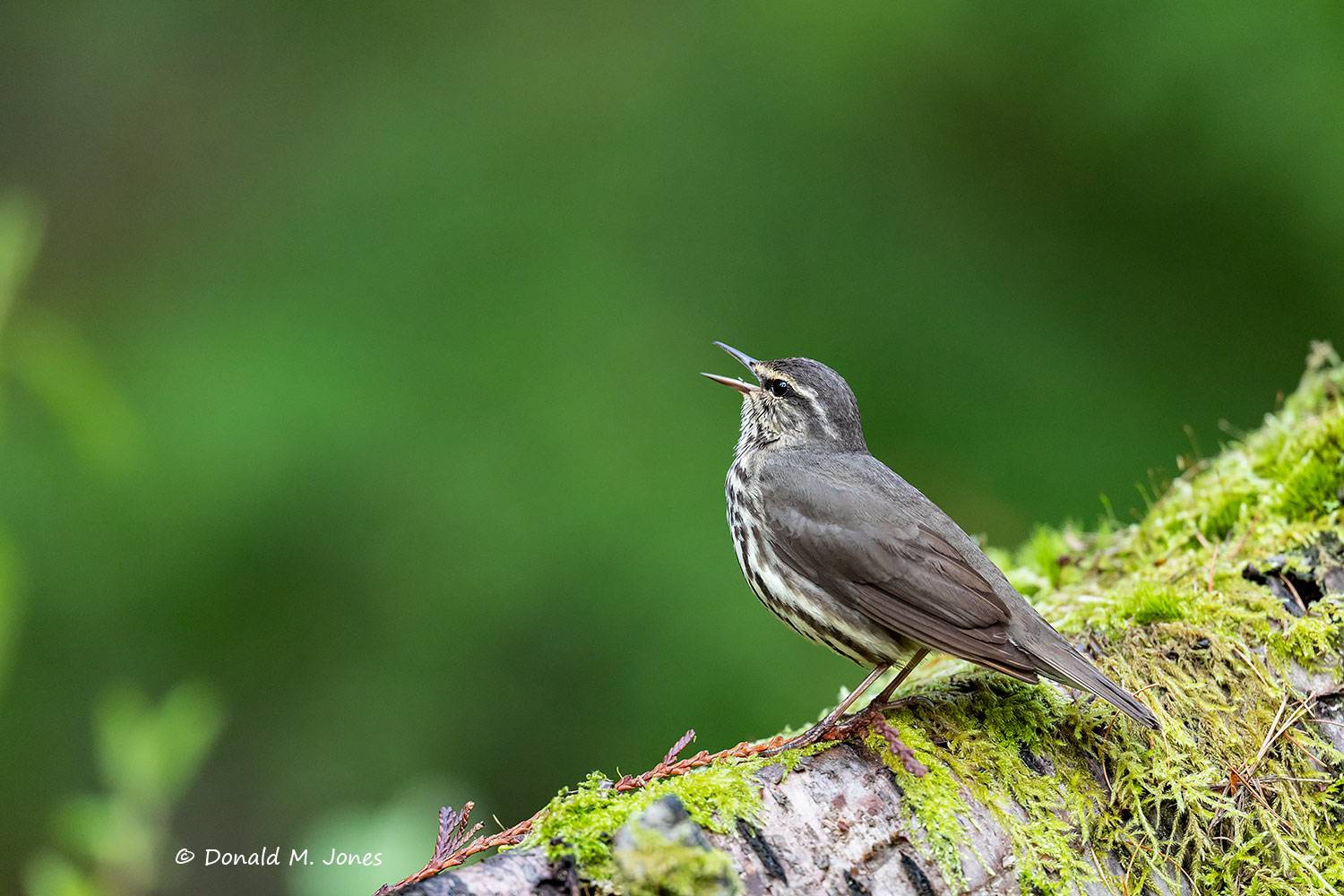 May 18 - Northern Waterthrush sings his heart out in an old-growth stand of timber in NW Montana.