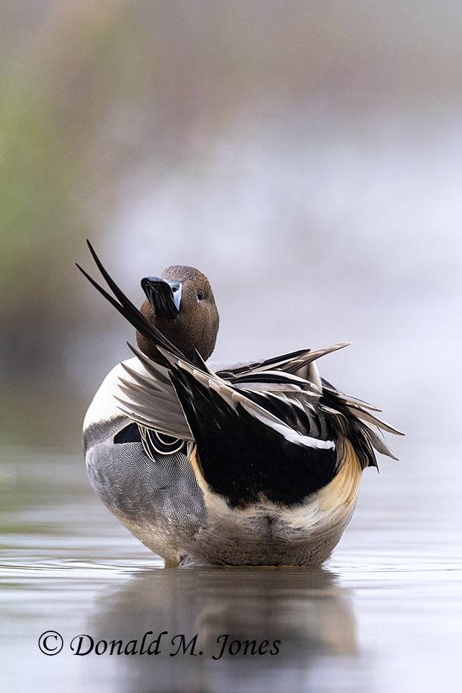 Northern-Pintail2975D