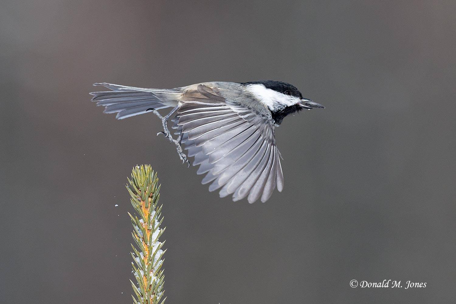 Black-capped-Chickadee1122D