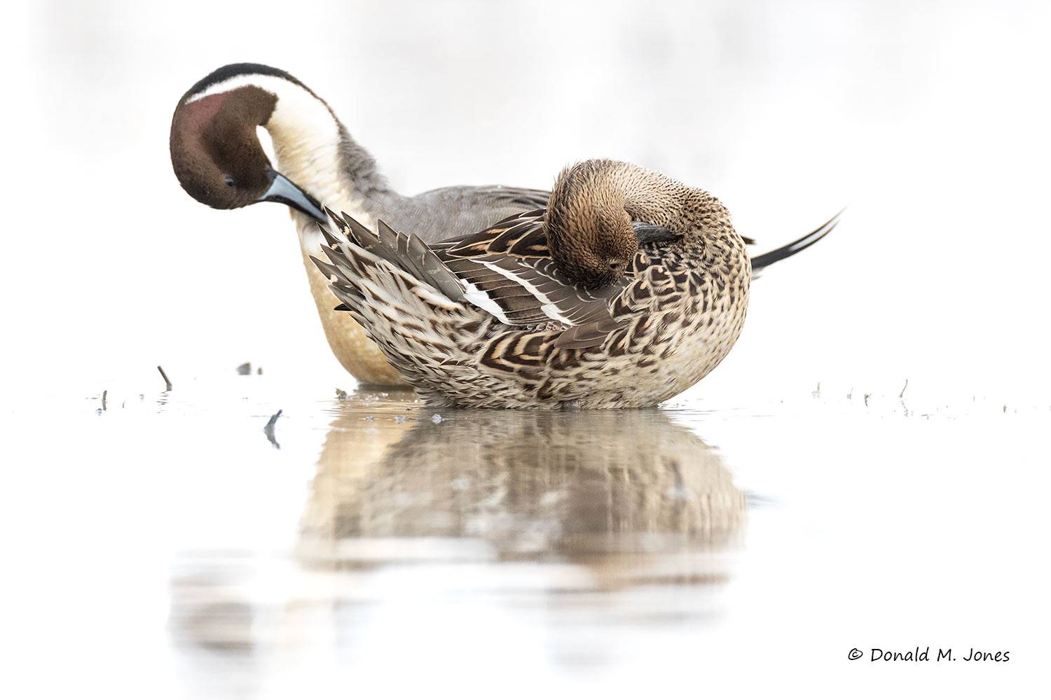 Northern-Pintail3571D