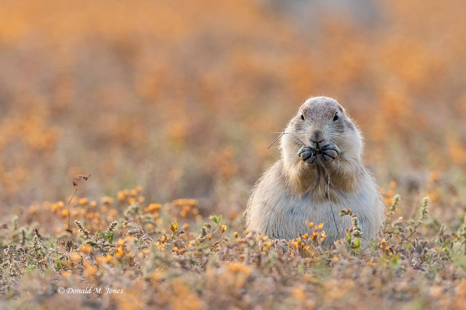 Black-tailed-Prairie-Dog0692D