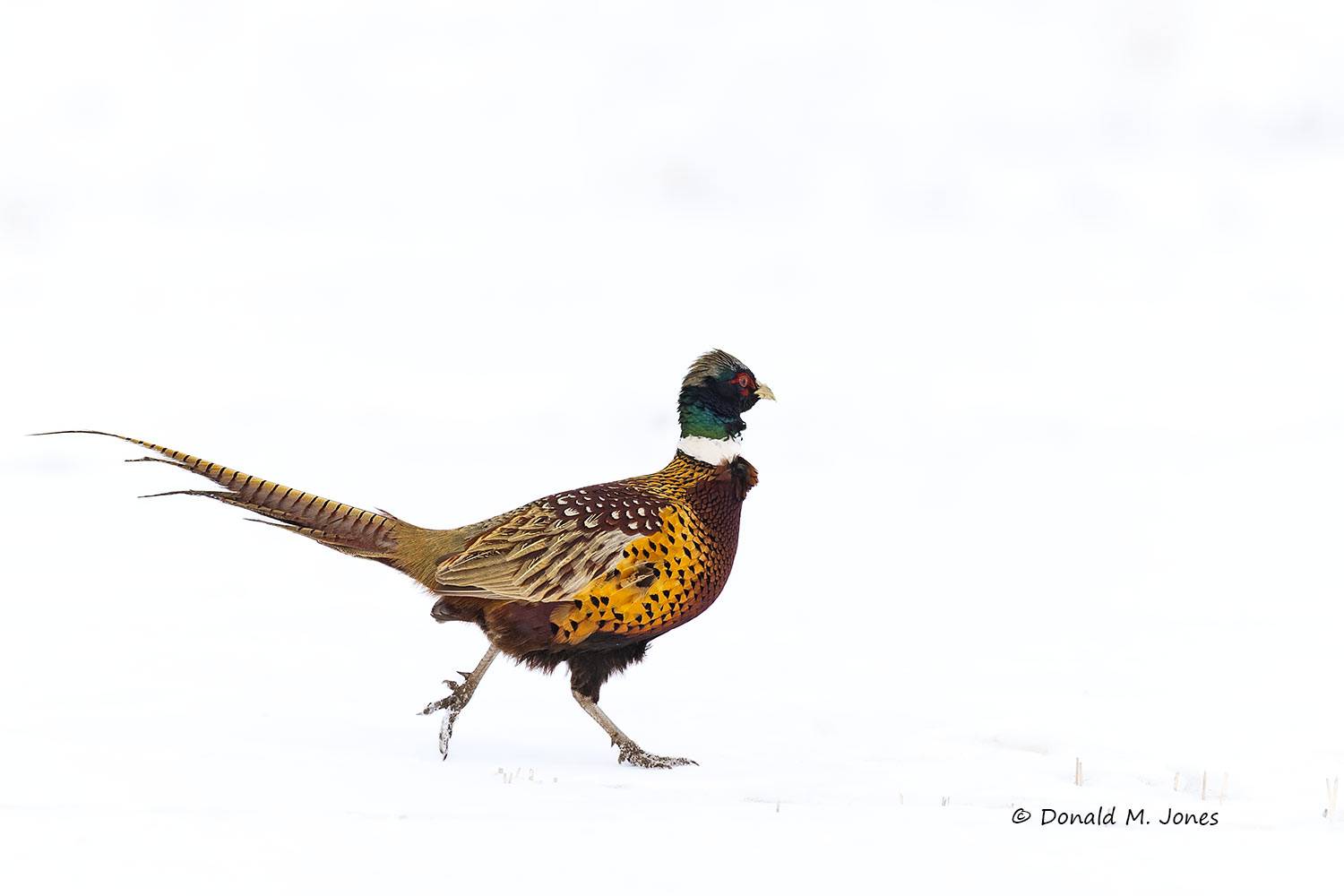Ring-neck-Pheasant0951D