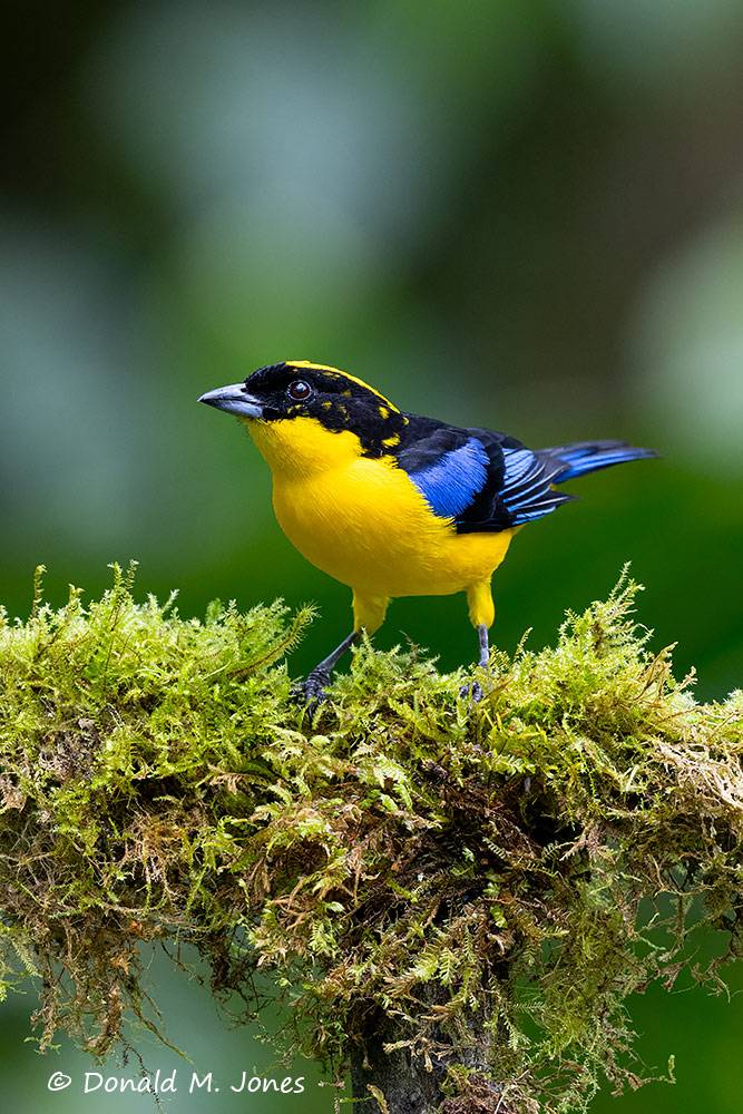 Blue-winged-mountain-Tanager0101D.
