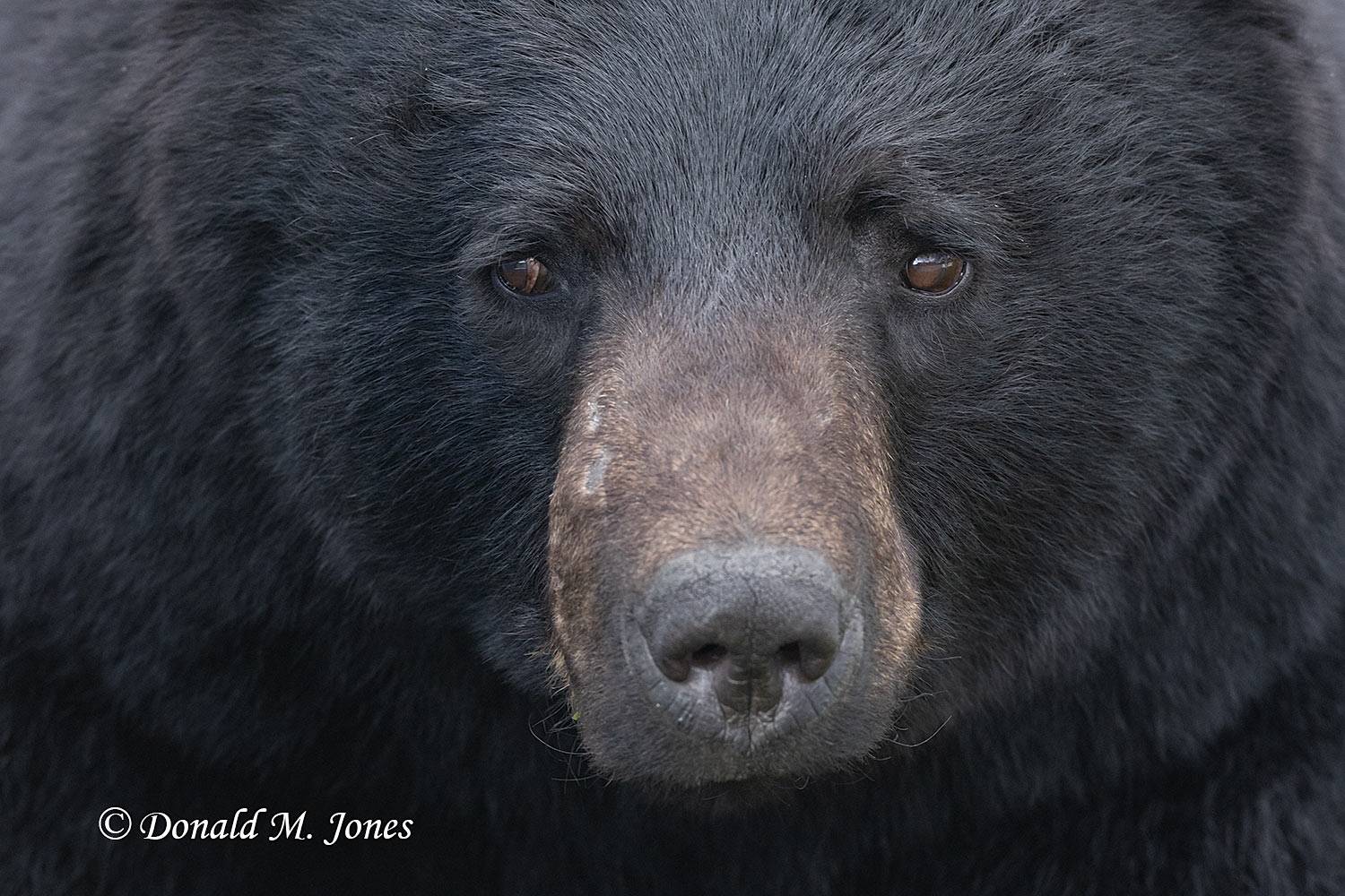 Black-Bear08763D