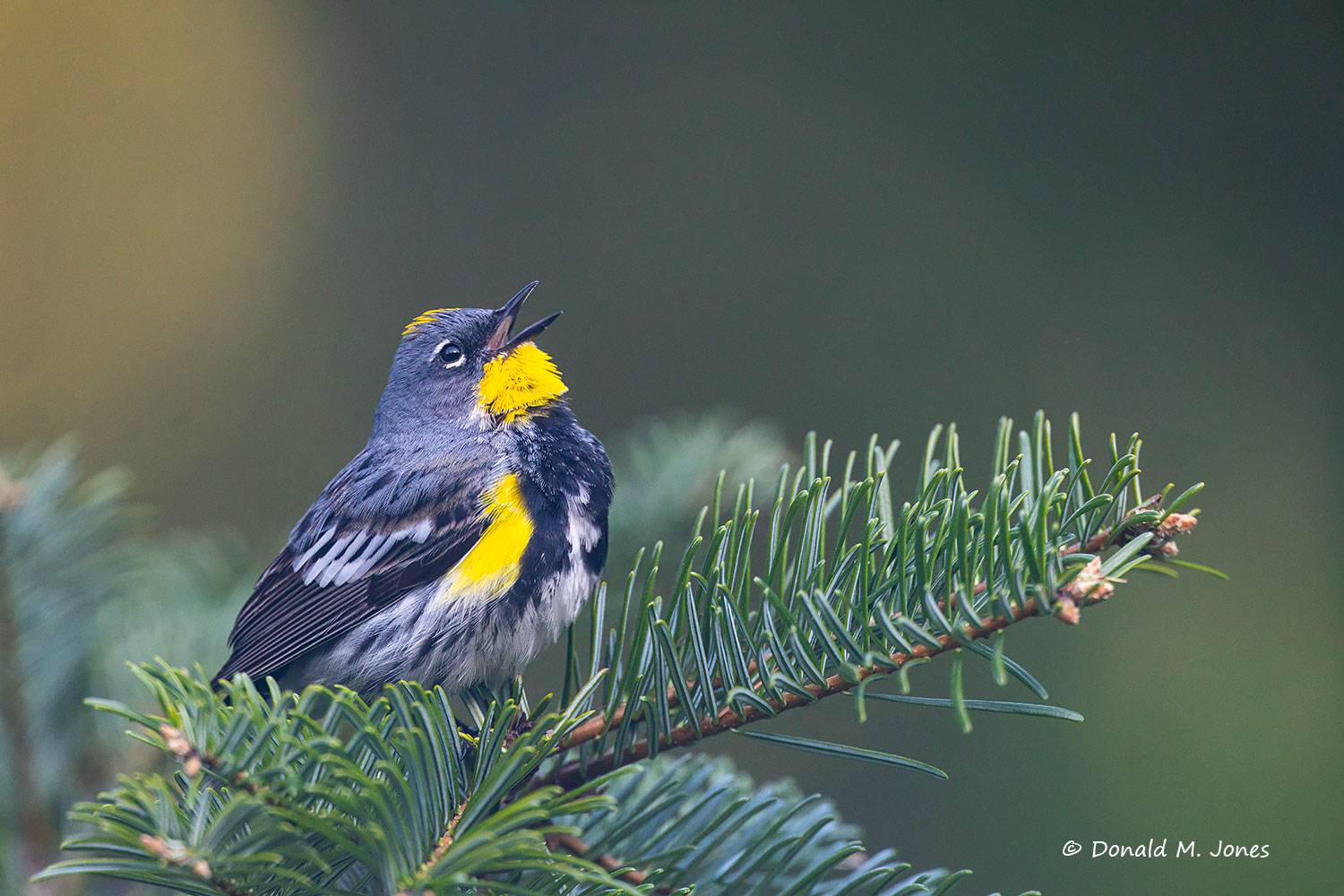 Yellow-rumped-Warbler0751D