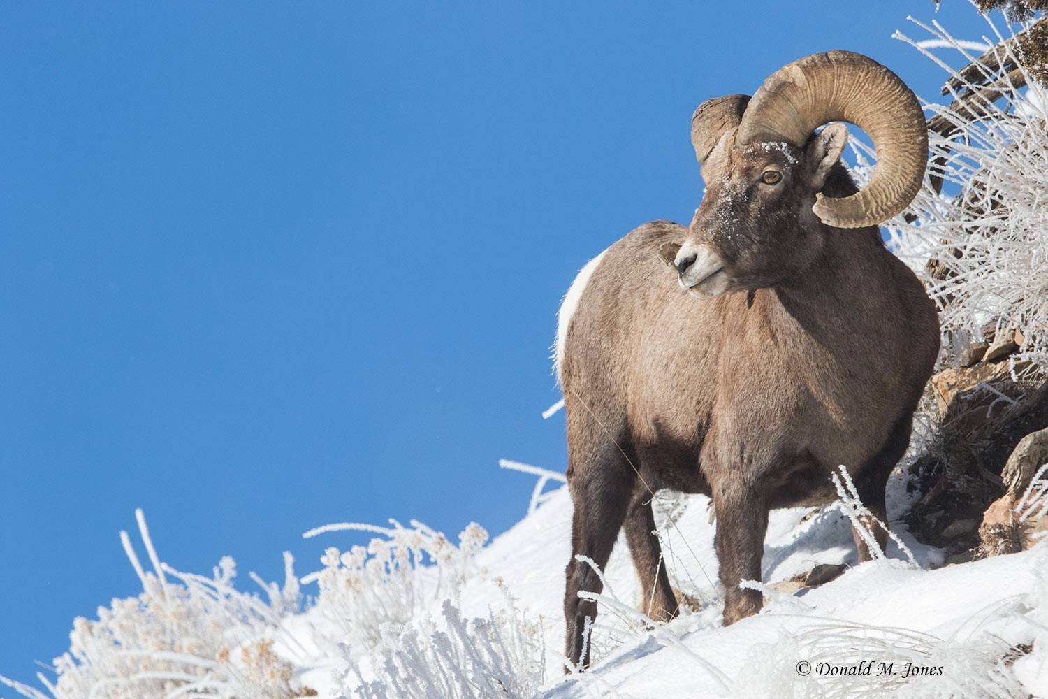 Bighorn-Sheep05975D