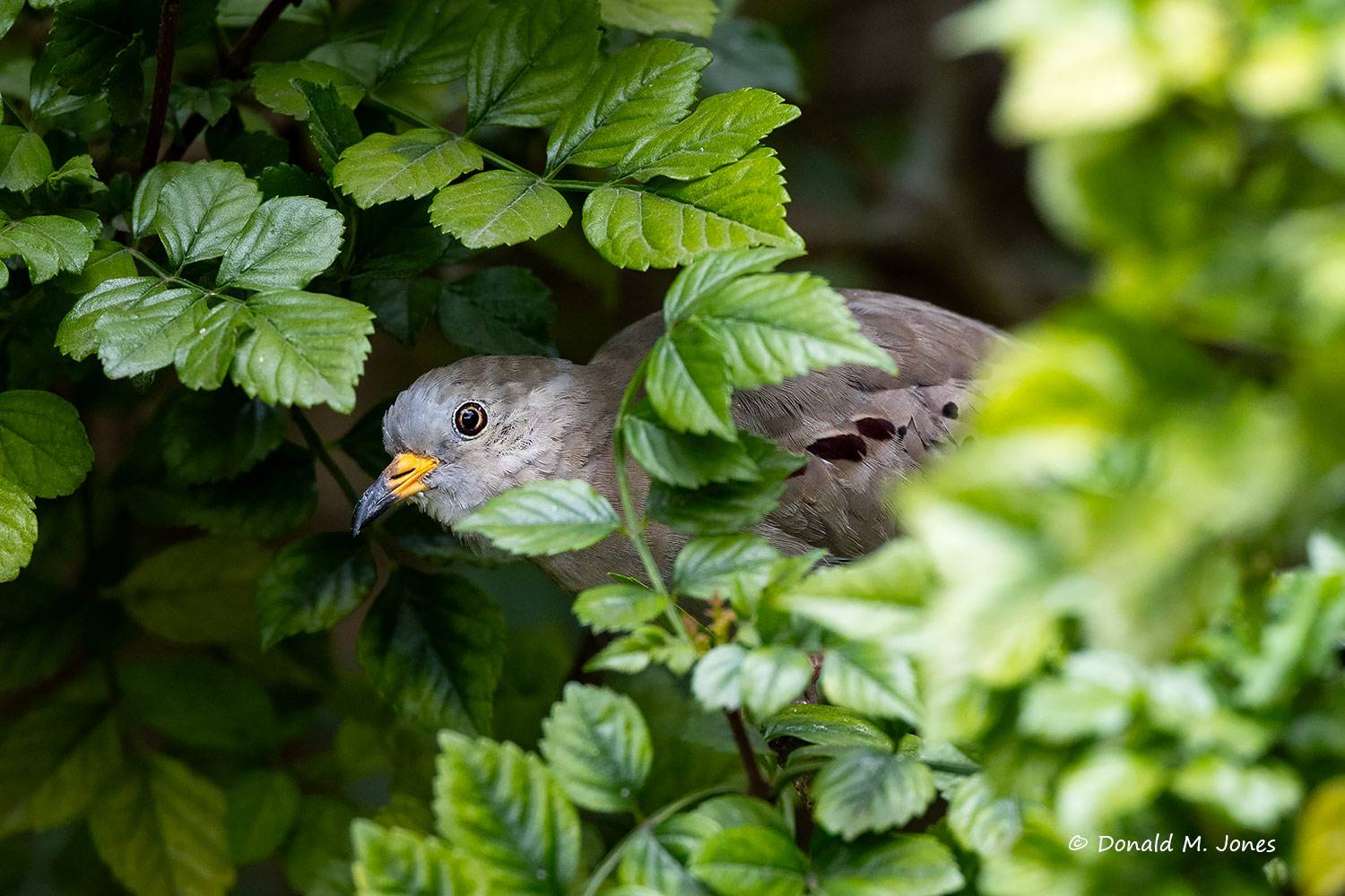 Croaking-Ground-Dove0105D