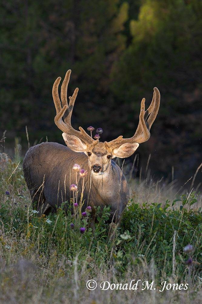 Mule-Deer13439D