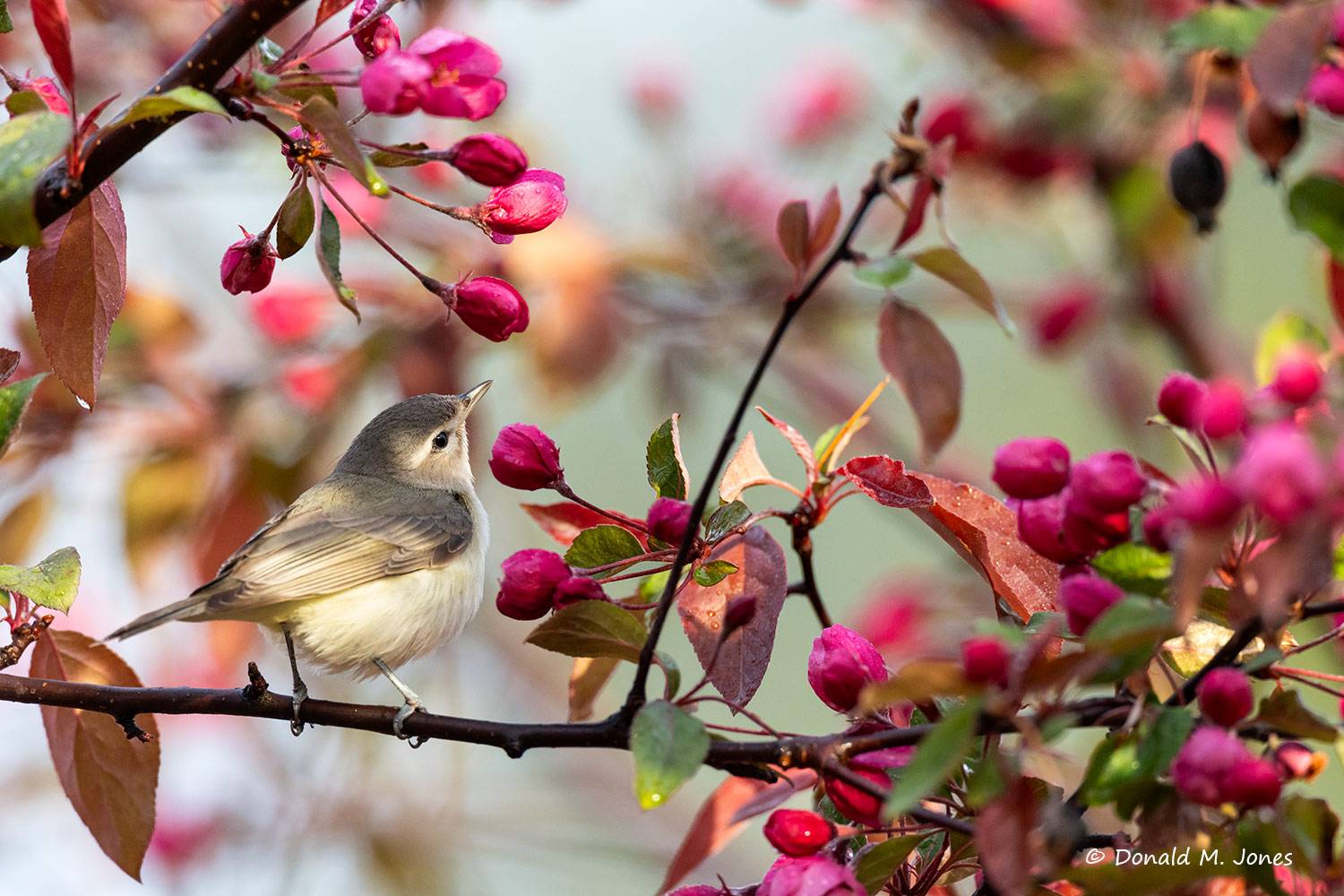 May 7 - Western Warbling Vireo in Flowering Crabapple tree