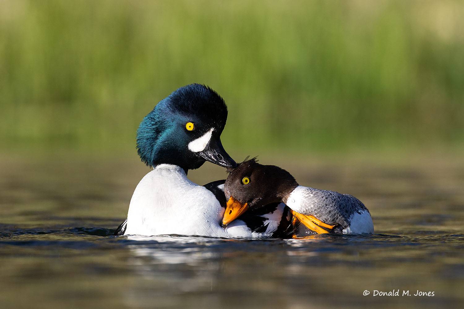 Barrow's-Goldeneye0378D